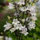 Thompson & Morgan Penstemon Digitalis Husker Red 9Cm Potted Plant X 2