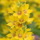 Thompson & Morgan Lysimachia Punctata 9Cm Potted Plant X 2