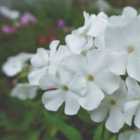 Thompson & Morgan Phlox Paniculata Rembrandt 9Cm Potted Plant X 2