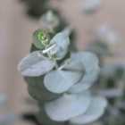 Thompson & Morgan Eucalyptus Gunnii 1.5 Litre Potted Plant x 1