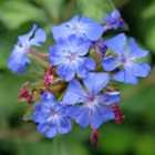 Thompson & Morgan Ceratostigma Willmottianum 3.6 Litre Potted Plant x 1