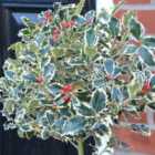 Thompson & Morgan Ilex (Holly) aquifolium Argentea Marginata 3 Litre Potted Plant x 1