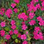 Thompson & Morgan Dianthus Deltoides Maiden Pink 1 Litre Potted Plant x 1