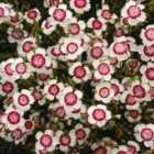 Thompson & Morgan Dianthus Deltoides Arctic Fire 1 Litre Potted Plant x 1