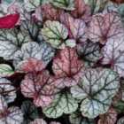 Thompson & Morgan Heuchera Silver Scrolls 2 Litre Potted Plant x 1