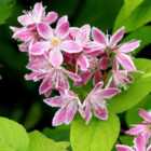 Thompson & Morgan Deutzia Yuki Cherry Blossom 3 Litre Potted Plant 30-40cm x 2