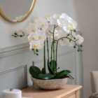 Potted Orchid In Cement Pot (white)