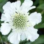 Thompson & Morgan Scabiosa Caucasica Alba 1 Litre Potted Plant x 1