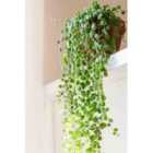 Thompson & Morgan Peperomia Prostrata (string Of Turtles) 6Cm Potted Plant X 2