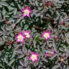 Thompson & Morgan Red Leaf Rose (hedging) 3 Litre Potted Plant X 2