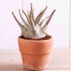 Thompson & Morgan Adenium Nb Ansu Baobab 15Cm Potted Plant X 2