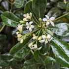 Thompson & Morgan Pittosporum tobira 3 Litre Potted Plant x 1