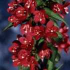Thompson & Morgan Weigela Nain Rouge 3.5 Litre Potted Plant x 2