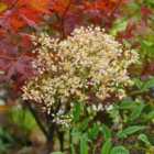 Thompson & Morgan Nandina Domestica 3 Litre Potted Plant x 2