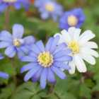 Thompson & Morgan Summer Saver Bulb Mix 110 Bulbs