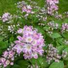 Thompson & Morgan Deutzia Prettistars Pink Cloud 3 Litre Potted Plant X 1