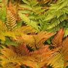 Thompson & Morgan Dryopteris Erythrosora 3 Litre Potted Plant x 1