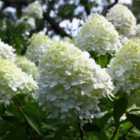 Thompson & Morgan Hydrangea Limelight 3.6 Litre Potted Plant X 2