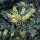 Thompson & Morgan Mahonia Japonica Hivernant 9Cm Potted Plant X 1