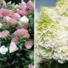 Thompson & Morgan Hydrangea Duo 4 Potted Plantted Plants