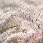 Thompson & Morgan Pennisetum Dances With Me 12Cm Potted Plant X 2