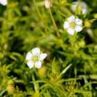 Thompson & Morgan Sagina Subulata 9Cm Potted Plant X 2