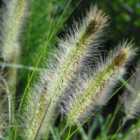 Thompson & Morgan Pennisetum Al. Hameln 12Cm Potted Plant X 2