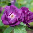 Thompson & Morgan Rose Rhapsody In Blue 2 Bare Roots