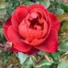 Thompson & Morgan Rose Hot Chocolate 2 Bare Roots