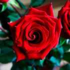 Thompson & Morgan Rose (bush) Happy Ruby Wedding 2 Bare Roots