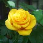 Thompson & Morgan Rose (bush) Golden Wedding 2 Bare Roots