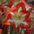 Thompson & Morgan Amaryllis Minerva 2 Bulb