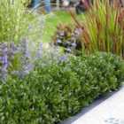 Thompson & Morgan Ilex Crenata Luxus 9Cm Potted Plant X 3