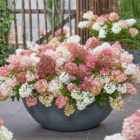 Thompson & Morgan Hydrangea Paniculata Groundbreaker Blush 14Cm Potted Plant X 1