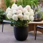 Thompson & Morgan Hydrangea Paniculata Living Little Rosy 12Cm Potted Plant X 1