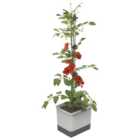 Tom Tomato Tomato Pot with Water Tank - Light Grey