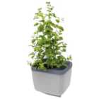 Herbs Buddy Herb Pot with Water Reservoir - Light Grey