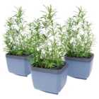 Herbs Buddy Herb Pot with Water Reservoir - Blue 3 Pack