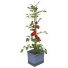 Tom Tomato Tomato Pot with Water Tank - Blue