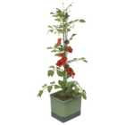 Tom Tomato Tomato Pot with Water Tank - Dark Green