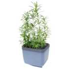 Herbs Buddy Herb Pot with Water Reservoir - Blue
