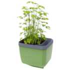 Herbs Buddy Herb Pot with Water Reservoir - Dark Green